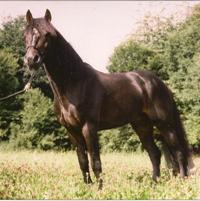 Sassan 00